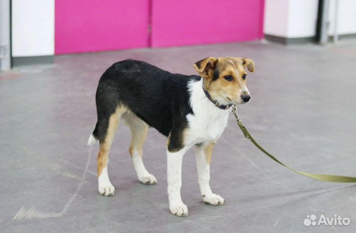 Трехцветный щенок