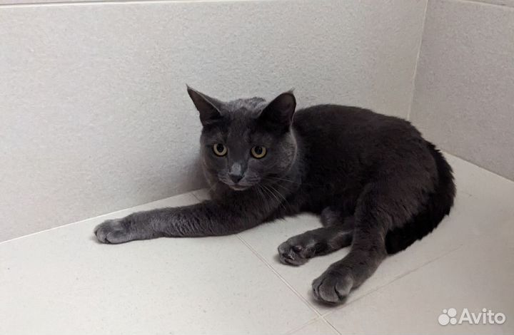 Метис британской кошки в дар, корм в подарок