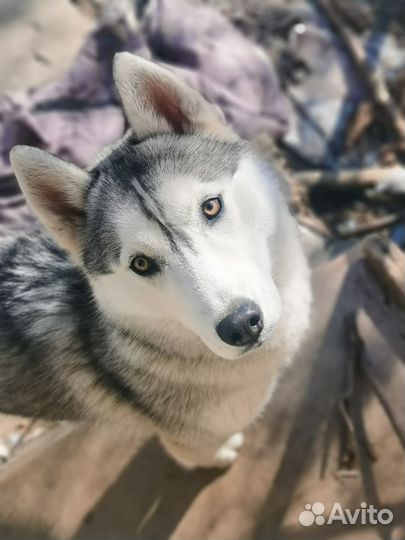 Сибирский хаски