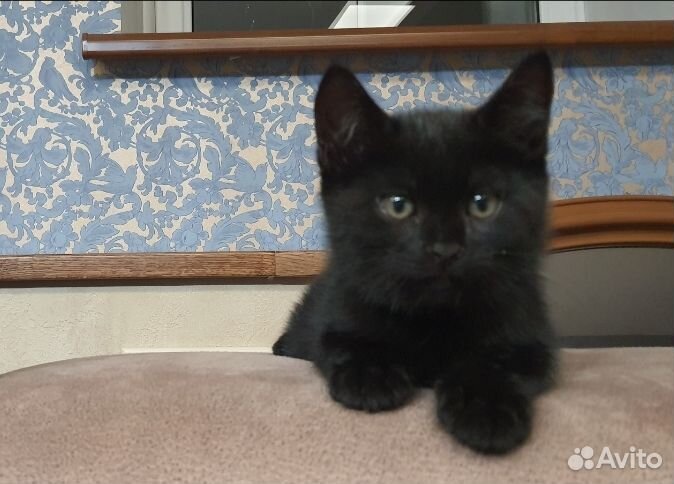 Котенок в добрые руки