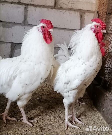 Цыплята Пушкинской породы. Инкубационное яйцо