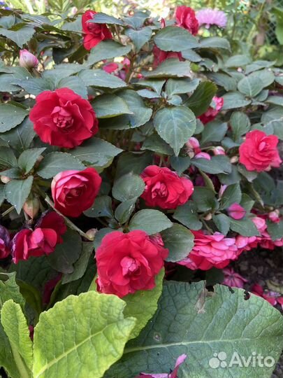 Бальзамин махровый