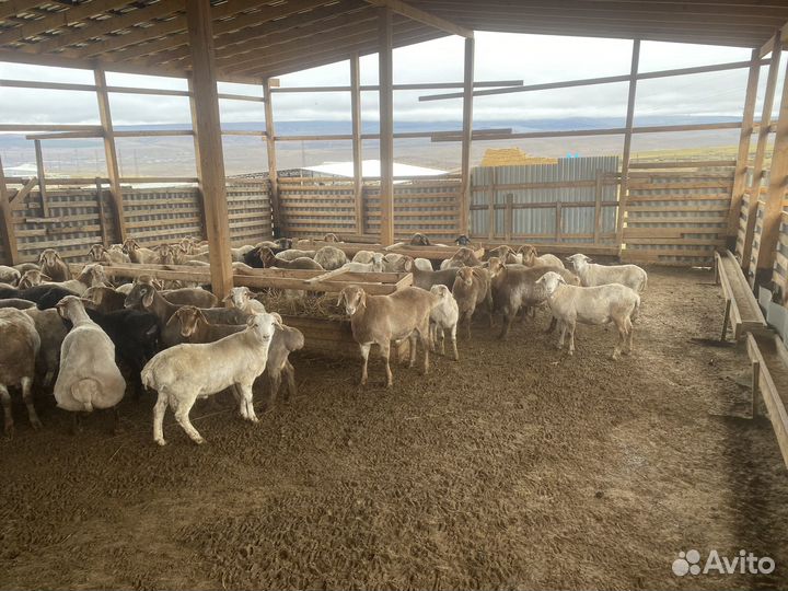 Ярки и баранчики