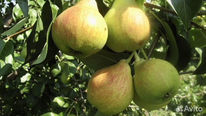 Саженцы груши