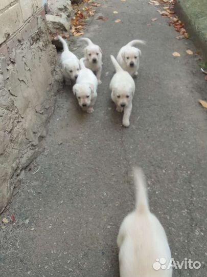 Щенки лабрадора