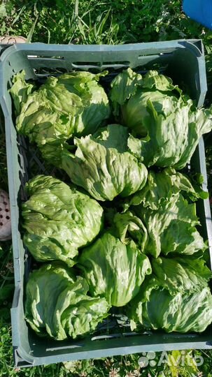 Салат Айсберг