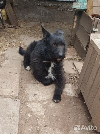 Собака Бэлла