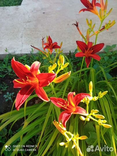 Лилейник сортовой