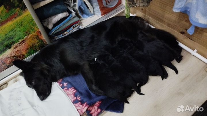 Немецкие щенки