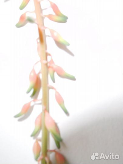 Цветущие цветы комнатные