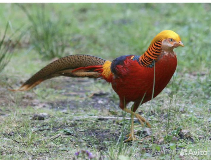 Самец золотого фазана