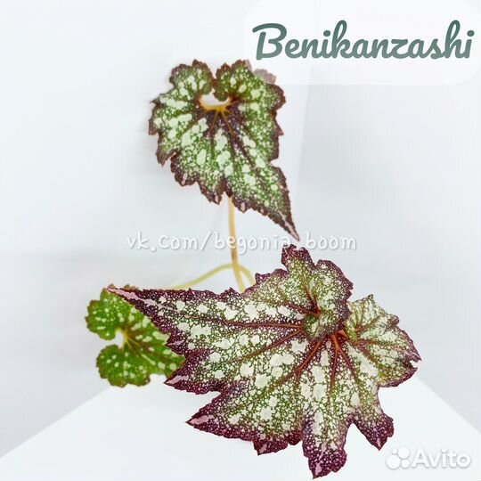 Бегония Benikanzashi