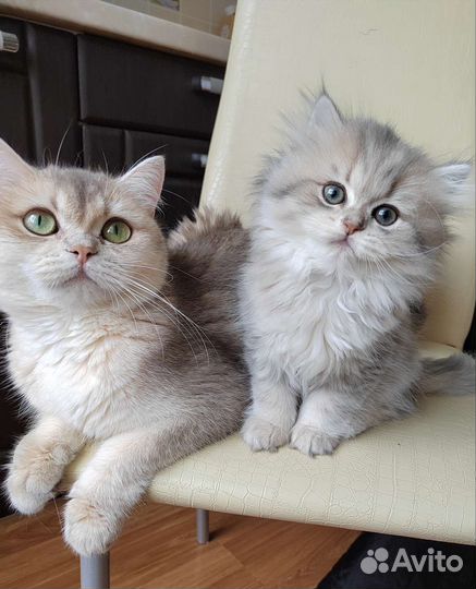 Британские котята