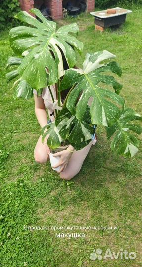 Monstera Thai constellation