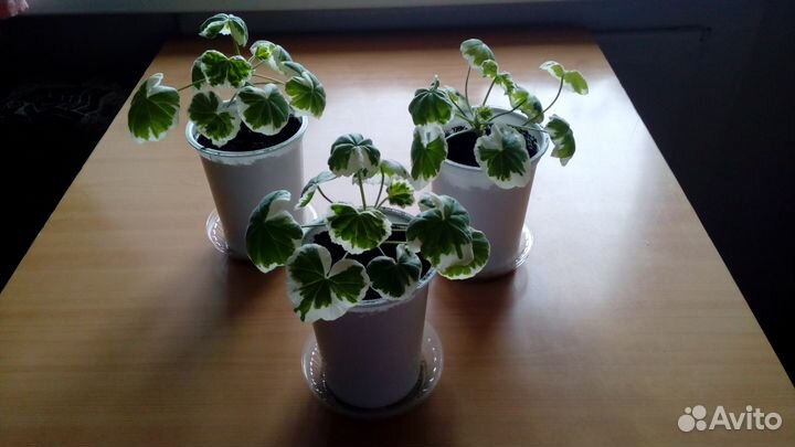 Герань пестролистная