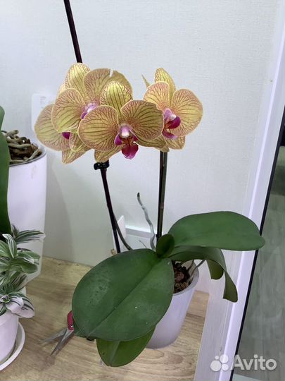 Орхидея фаленопсис