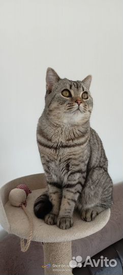 Вязка шотландских котов