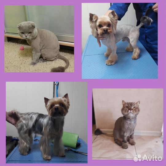 Стрижка кошек и собак выезд на дом в любой район