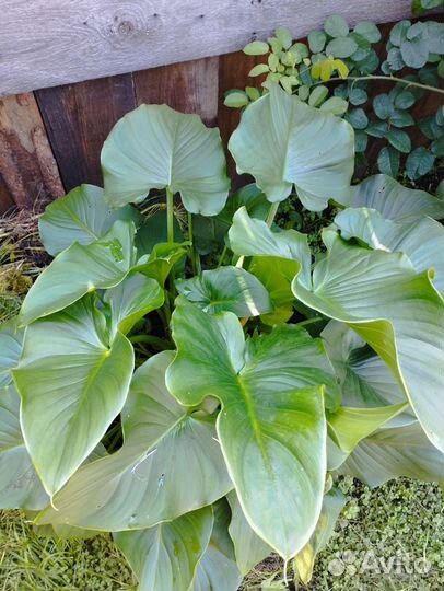 Калла эфиопская