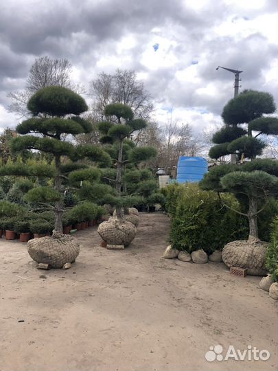 Сосна туя смарагд Брабант можжевельник, бансай