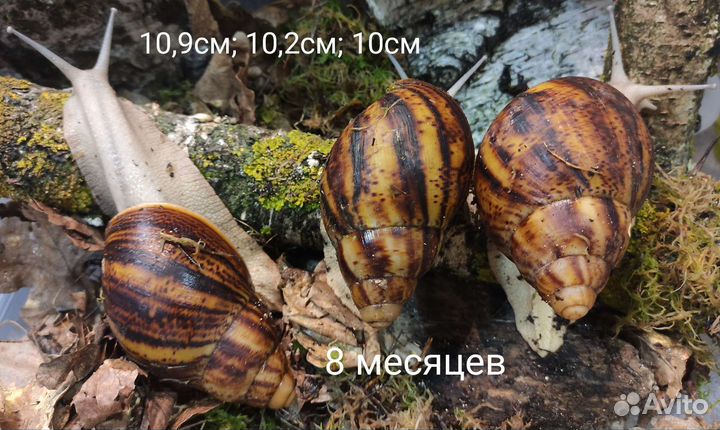 Арх. овумы сильвер