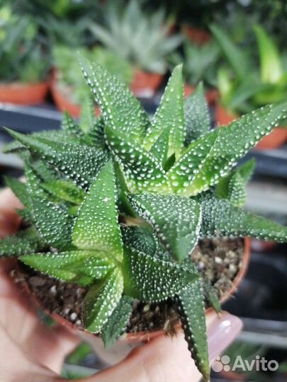 Хамедорея элеганс