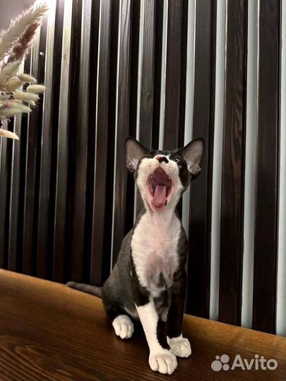 Девон-рекс котенок