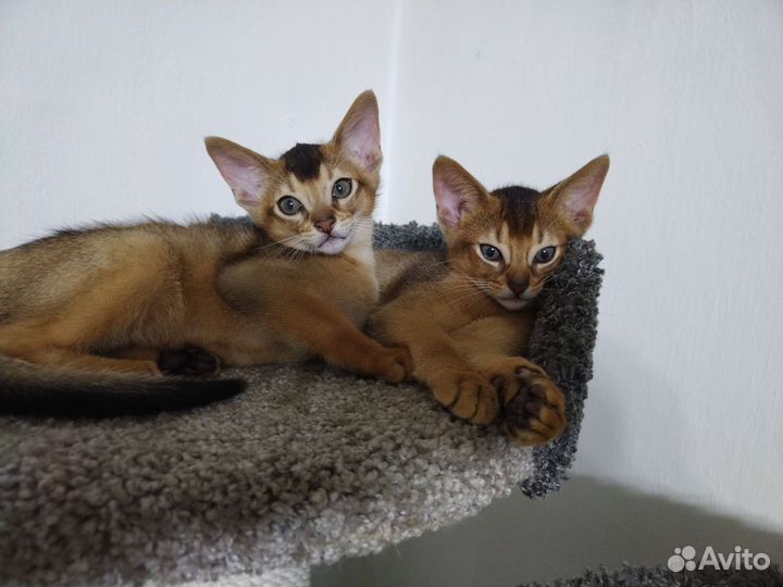 Абиссинская