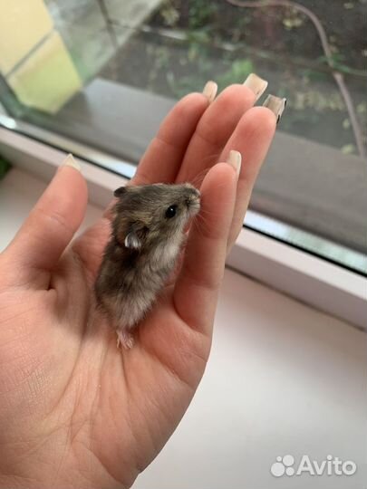 Джунгарский хомяк