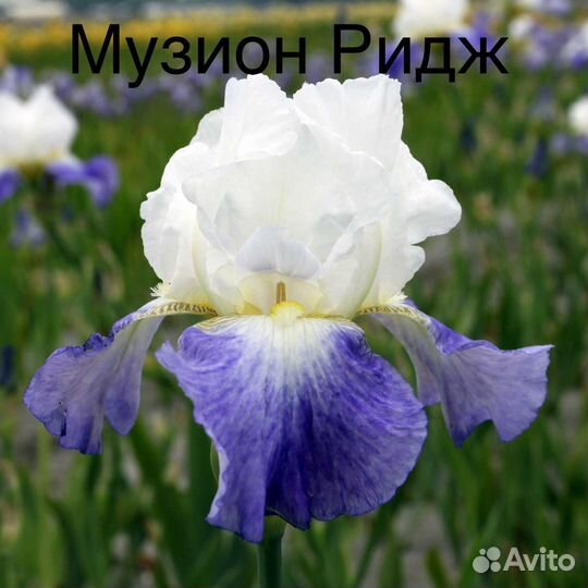Ирисы бородатые
