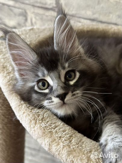 Котята мейн-кун