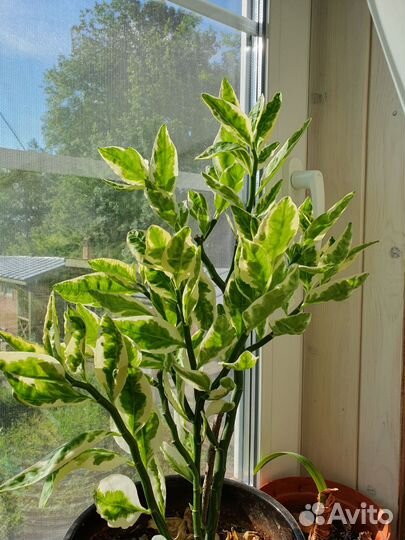 Педилантус