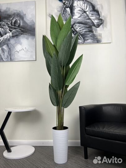 Стрелиция искусственная