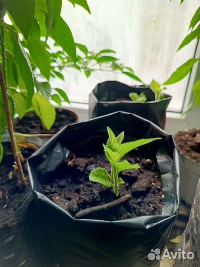 Саженцы павловния