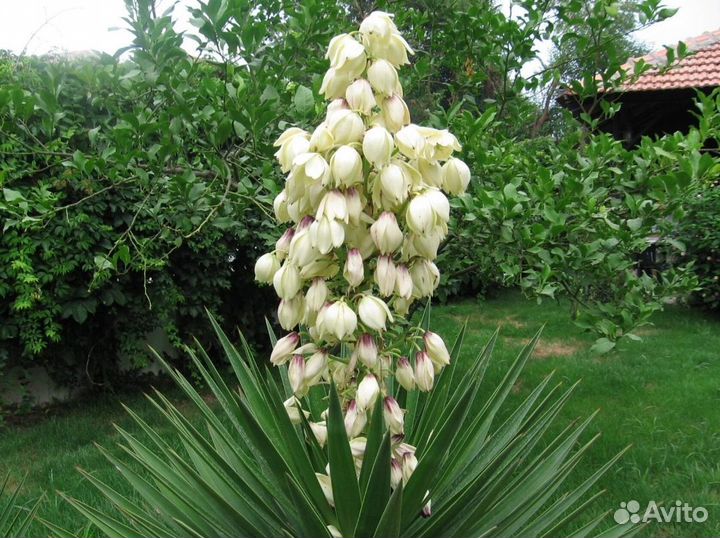 Юкка саженцы