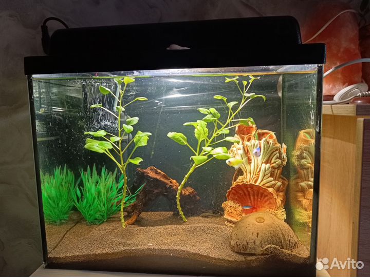Аквариум