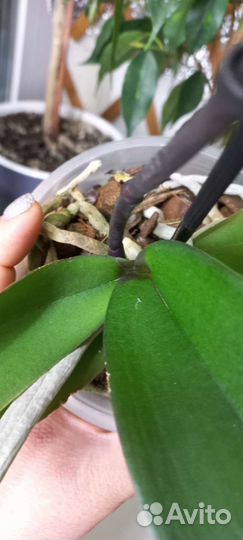 Фаленопсис биг лип