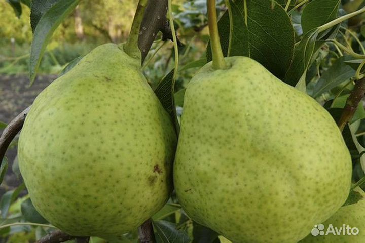 Саженцы груши Бере Боско