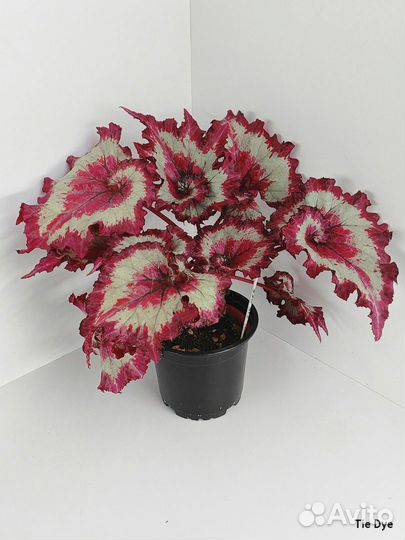 Бегонии сортовые