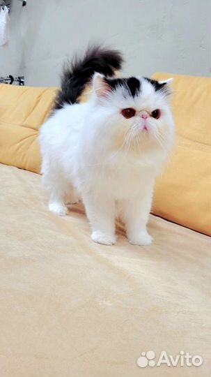 Персидский кот