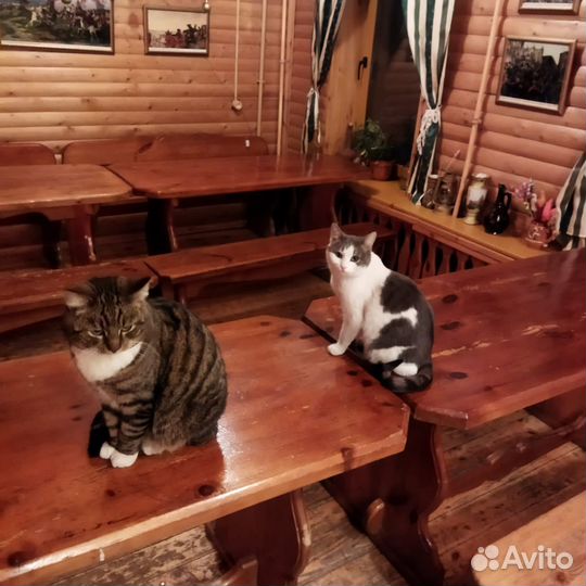 Котам нужен дом
