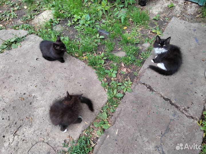 Котята отдам бесплатно