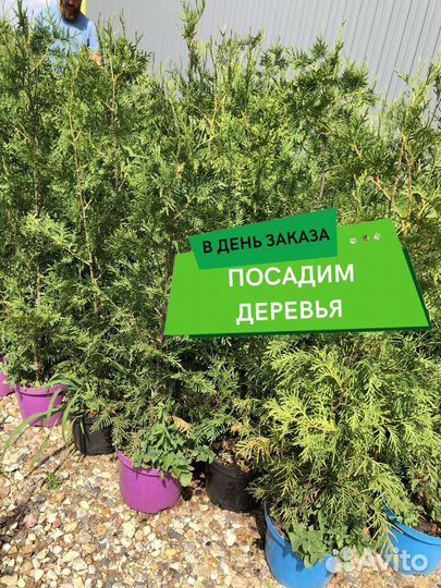 Туя вип Колумна