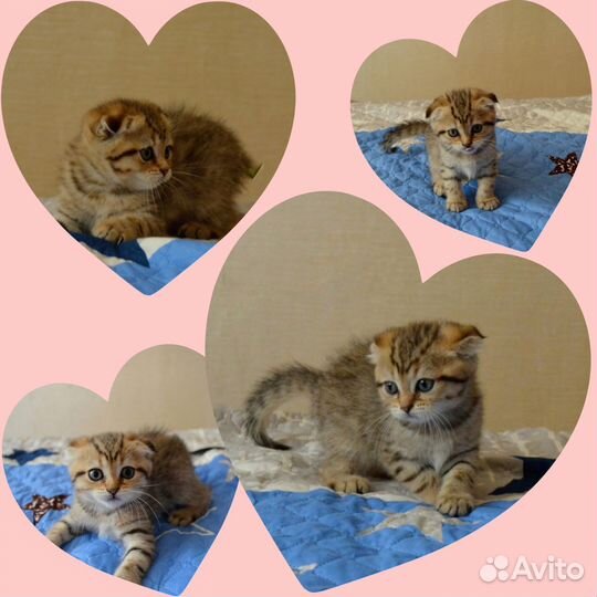 Шотландские котята