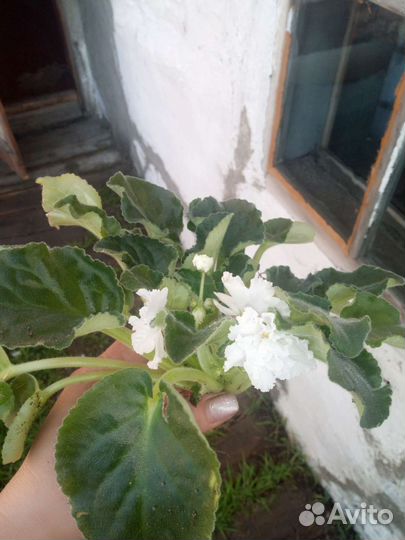 Фиалка белая