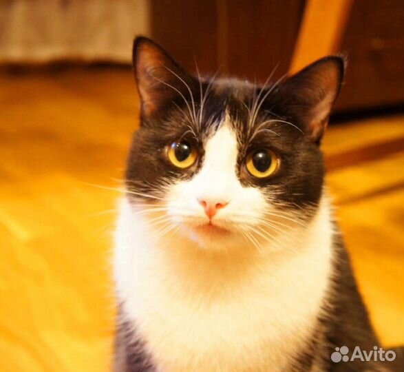 Котик Макс, 1 год, кастрирован