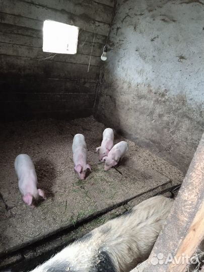 Поросенок ландрас