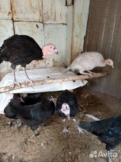 Индюки подрощенные