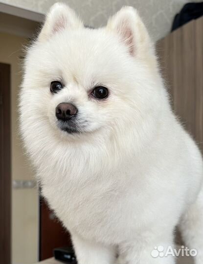 Стрижка, груминг, экспресс-линька собак и кошек