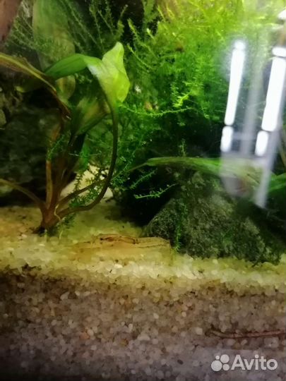 Болотный карликовый рак